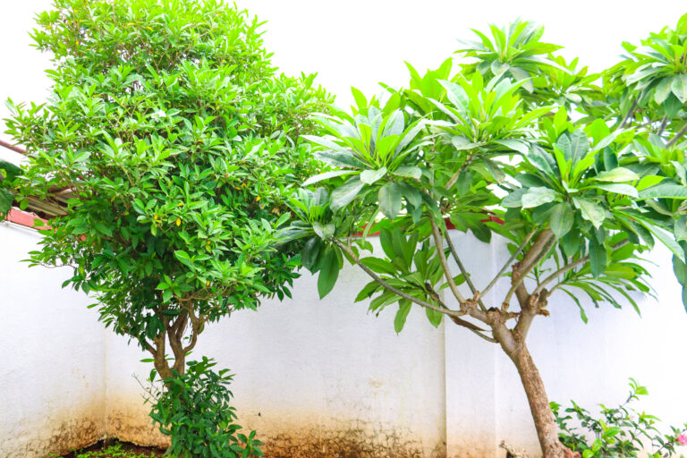 Sihra Villa, Neral: Trees along the white compound wall